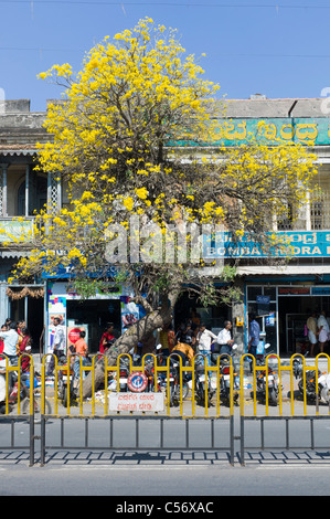 Eine Einkaufsstraße im Zentrum von Mysore, Provinz Karnataka, Indien. Stockfoto