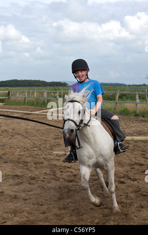 Kleiner junge graue Reitpferd in Paddock, Southport, Merseyside, England Stockfoto