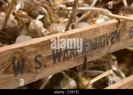 Knoblauchzehen in einer Holzkiste mit branding Stockfoto