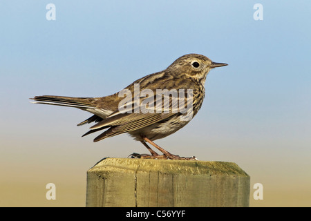 Wiese Pieper, Anthus Pratensis, einer einzigen Warnung Vogel stand auf einem Zaunpfahl, North Norfolk, Mai Stockfoto