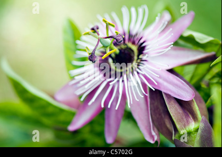 Close-up/Makro Bild der lebendigen Passiflora Caerulea Sommerblume, auch bekannt als die blaue Passionsblume. Stockfoto