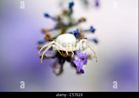 Krabbenspinne - Misumena Vatia auf einer Lavendel Blume Stockfoto