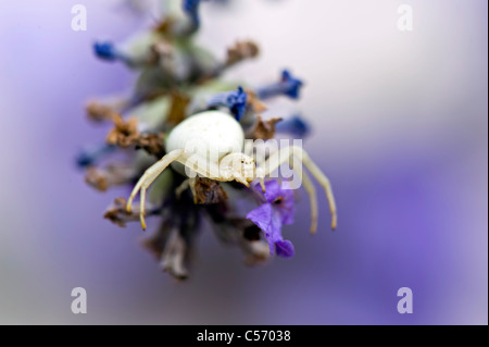 Krabbenspinne - Misumena Vatia auf einer Lavendel Blume Stockfoto