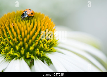 Ein Seven-Spot Ladybird - Coccinella Septempunctata auf einem weißen Echinacea - Echinacea Purpurea 'White Swan' Stockfoto