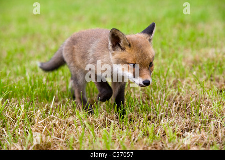 Niederlande,'s-Graveland. Landgut namens Gooilust. Junger Fuchs, der seine Mutter verloren hat. Stockfoto