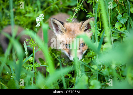 Niederlande,'s-Graveland. Landgut namens Gooilust. Junger Fuchs, der seine Mutter verloren hat. Stockfoto