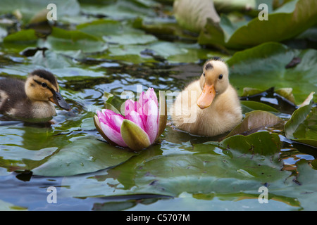 Die Niederlande, 's-Graveland, junge Enten im Teich. Entenküken. Stockfoto