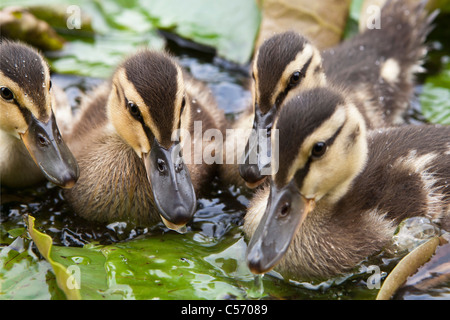 Die Niederlande, 's-Graveland, junge Enten im Teich. Entenküken. Stockfoto