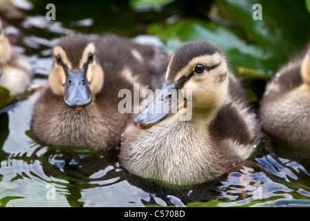 Die Niederlande, 's-Graveland, junge Enten im Teich. Entenküken. Stockfoto