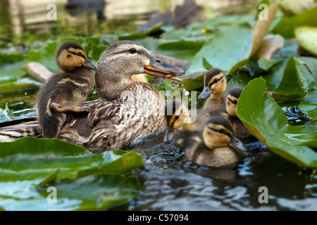 Die Niederlande, 's-Graveland, junge Enten und Mutter mit einem Küken an zurück in den Teich. Entenküken. Stockfoto