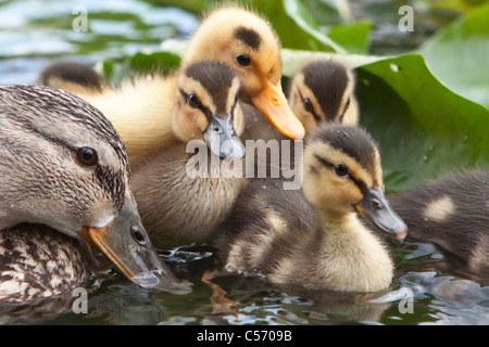 Die Niederlande, 's-Graveland, junge Enten und Mutter im Teich. Entenküken. Stockfoto