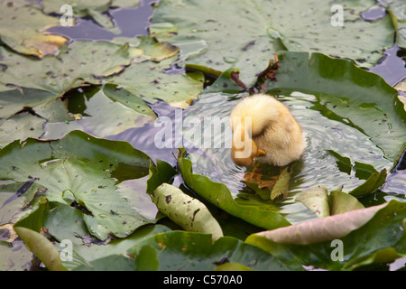 Die Niederlande, 's-Graveland, junge Ente, Ente im Teich. Stockfoto