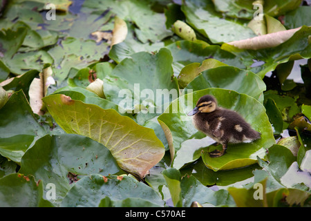 Die Niederlande, 's-Graveland, junge Ente, Ente im Teich. Stockfoto