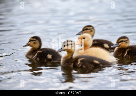 Die Niederlande, 's-Graveland, junge Enten im Teich. Entenküken. Stockfoto