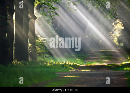 Den Niederlanden,'s-Graveland, Beech Forest Road. Landgut namens Gooilust. Sonnenstrahlen im Morgennebel. Stockfoto