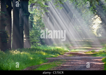 Den Niederlanden,'s-Graveland, Beech Forest Road. Landgut namens Gooilust. Sonnenstrahlen im Morgennebel. Stockfoto