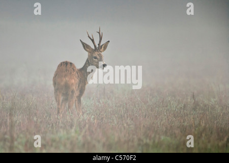 Den Niederlanden,'s-Graveland, Hirsch oder Reh im Nebel. Stockfoto