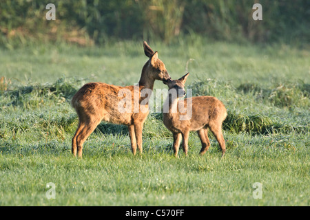 Die Niederlande,'s-Graveland, Hirsch oder Reh lecken einander. Stockfoto