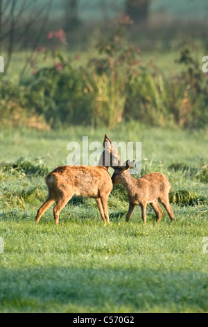 Die Niederlande,'s-Graveland, Hirsch oder Reh lecken einander. Stockfoto