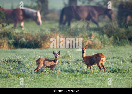 Den Niederlanden's-Graveland, paar Hirsch oder Reh mit Pferden im Hintergrund. Stockfoto