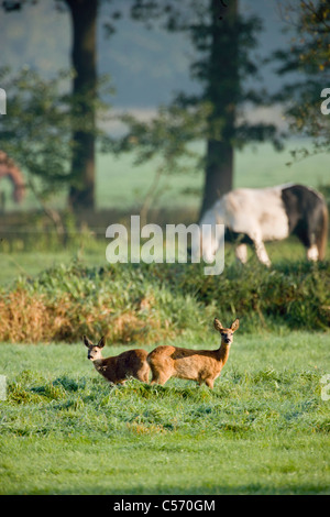 Den Niederlanden's-Graveland, paar Hirsch oder Reh mit Pferd im Hintergrund. Stockfoto