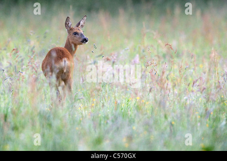 Den Niederlanden,'s-Graveland, Hirsch oder Reh. Stockfoto