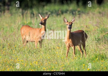 Den Niederlanden's-Graveland, paar Hirsch oder Reh. Stockfoto