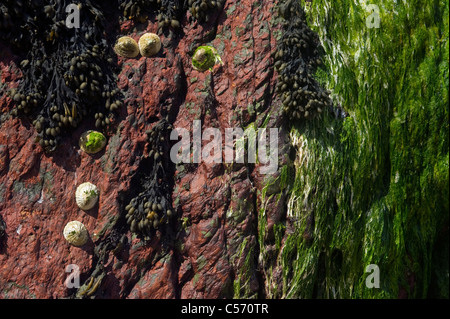 Napfschnecken Algen und roten Sandstein zwischen Gezeiten bei North Haven Skokholm Insel Pembrokeshire South Wales UK Stockfoto