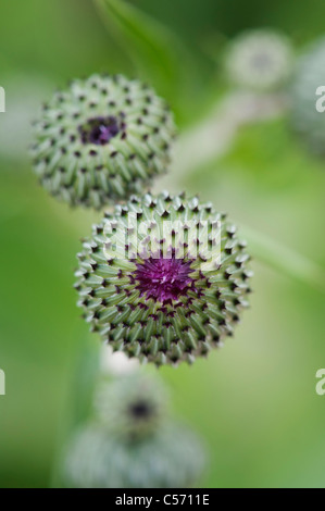 Cirsium Rivulare. Geschlossen Zierpflanzen Distel in der englischen Landschaft. Großbritannien Stockfoto