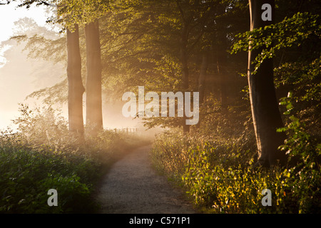 Den Niederlanden,'s-Graveland, Beech Forest Road. Landgut namens Gooilust. Sonnenstrahlen im Morgennebel. Stockfoto