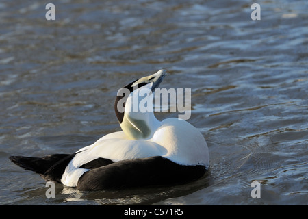 Eiderenten (Somateria Mollissima) Männchen anzeigen, seine Brust schnaufend und ruft am Abend Licht, Slimbridge WWT, UK. Stockfoto