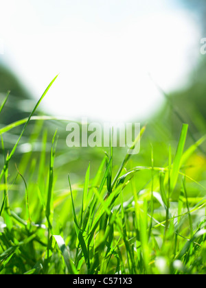 Nahaufnahme von Grashalmen Stockfoto