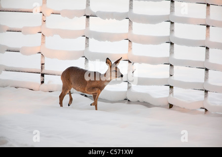 Der Niederlanden,'s-Graveland, Landgut namens Gooilust. Winter, Schnee. Reh oder Hirsch. Stockfoto