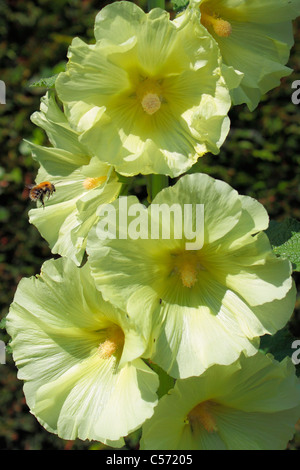 Blasse gelbe Stockrosen und Biene Stockfoto