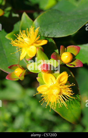 Hypericum Inodorum Blüten und Samenkapseln Stockfoto