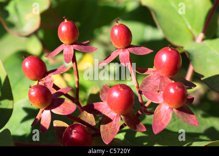 Hypericum Samenkapseln Stockfoto