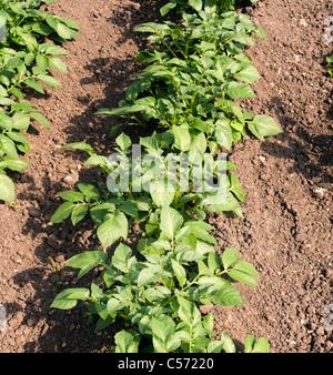 Reihen von Pflanzen im Garten Stockfoto