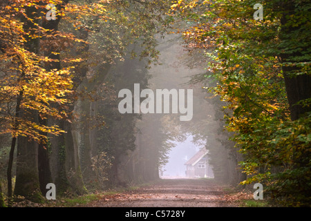 Den Niederlanden, Diepenheim, Herbst-Farben. Forststraße Stockfoto