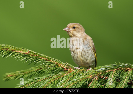 Juvenile Grünfink (Zuchtjahr Chloris) thront auf Nadelbaum Zweig Stockfoto