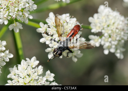 Parasit fliegen oder Tachinid fly (Cylindromyia bicolor) weibliche Fütterung auf Wild Angelica (Angelica Sylvestris) Blumen, Corsica. Stockfoto