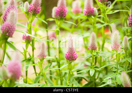 Trifolium Rubens in Blüte Stockfoto