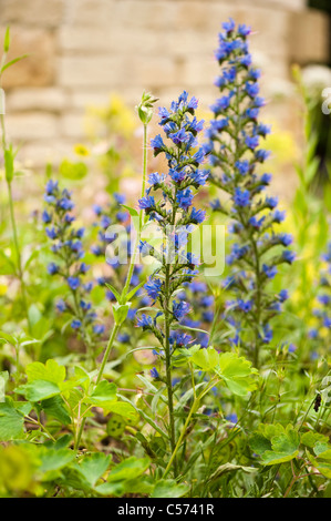 Echium Vulgare, Viper's Bugloss oder Blueweed in Blüte Stockfoto