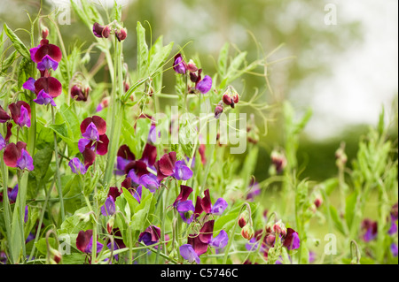 Duftende Platterbse, Lathyrus man "Cupani", in Blüte Stockfoto