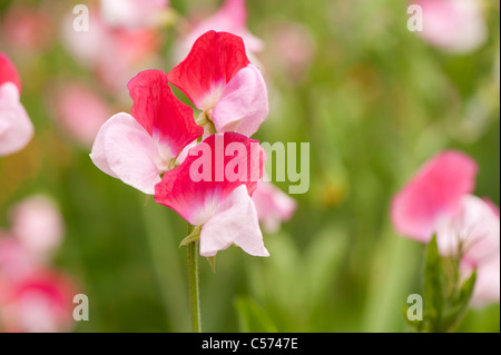 Duftende Platterbse, Lathyrus man "Painted Lady", in Blüte Stockfoto