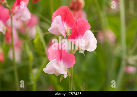 Duftende Platterbse, Lathyrus man "Painted Lady", in Blüte Stockfoto