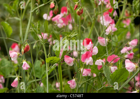 Duftende Platterbse, Lathyrus man "Painted Lady", in Blüte Stockfoto