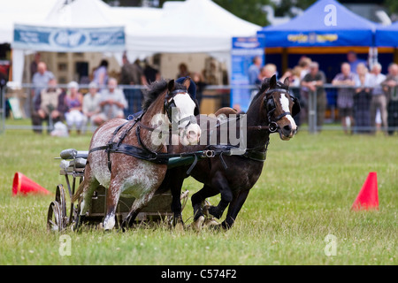 Hasten Racers bei Raby Castle Spiel & Country Fair, Staindrop, Durham, UK. Hasten fahren ist ein rasantes Pferdesport, in denen ein paar Ponys einen Wagen um einen Kurs der Kegel in einem Versuch, die schnellste Zeit zu ziehen. Der vollständige Name des Sport ist doppelt Kabelbaum Hasten fahren. Stockfoto