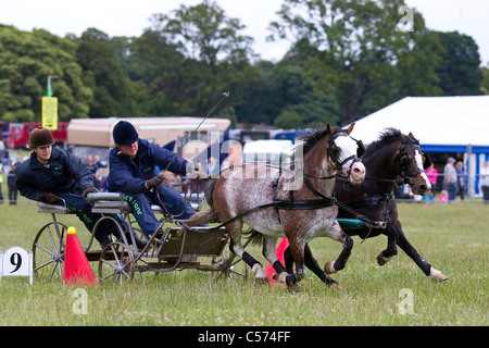 Hasten Racers bei Raby Castle Spiel & Country Fair, Staindrop, Durham, UK. Hasten fahren ist ein rasantes Pferdesport, in denen ein paar Ponys einen Wagen um einen Kurs der Kegel in einem Versuch, die schnellste Zeit zu ziehen. Der vollständige Name des Sport ist doppelt Kabelbaum Hasten fahren. Stockfoto