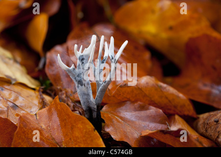 Die Niederlande, Denekamp, Landgut Singraven. Herbst. Xylaria Hypoxylon - Kerze Schnupftabak Pilz. Stockfoto