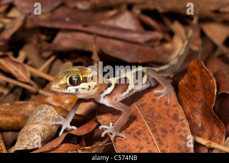 Große Augen / Leitung Gecko {Paroedura Pictus} auf Waldboden. Laubwald, Kirindy Wald, westlichen Madagaskar zu trocknen. Stockfoto